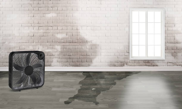Best Basement water damage restoration  in Greenwood, AR